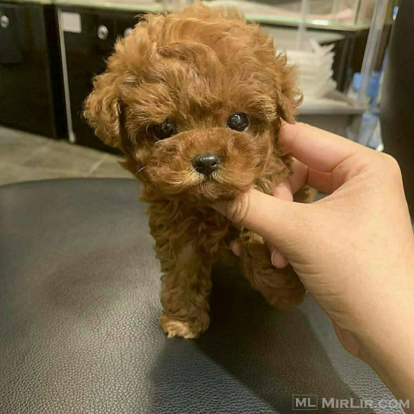  Beautiful toy poodle puppies