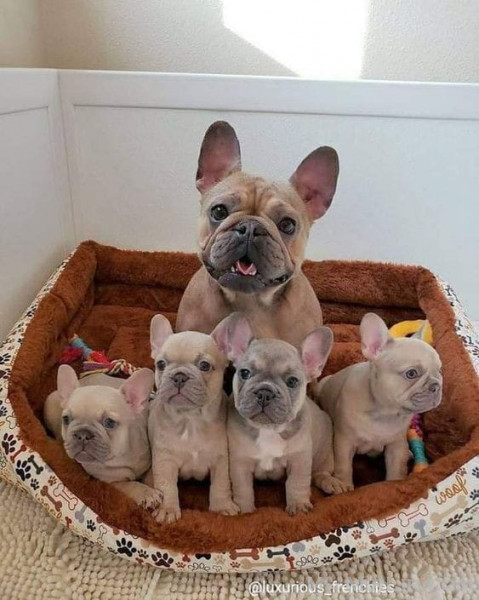  my cute adorable Frenchie puppy for sale.