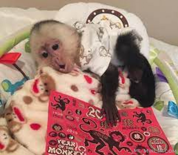 Majmunët kapuçinë në dispozicion whatsapp na +420 737 619 743