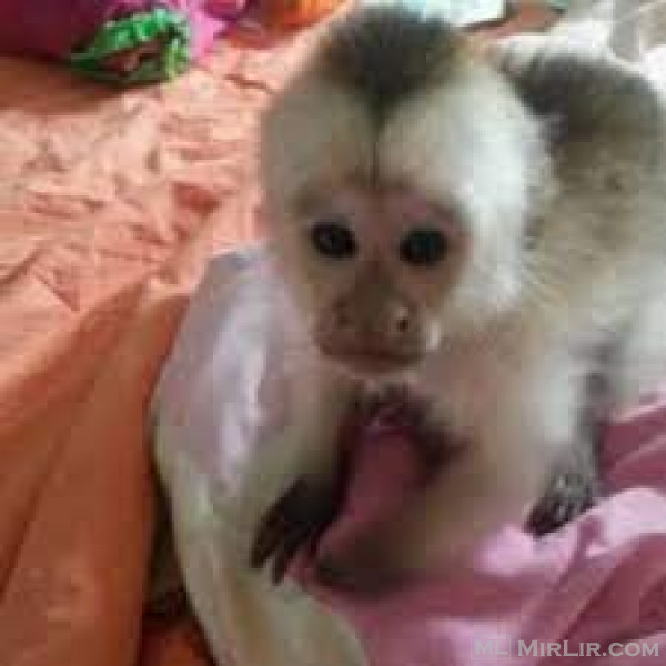 Majmunët kapuçinë në dispozicion whatsapp na +37063781556