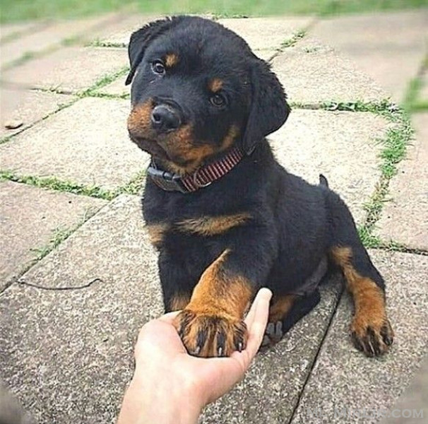 Në dispozicion këlyshët Rottweiler