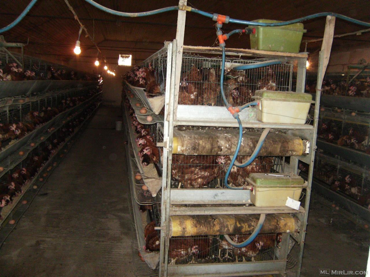 Shes kafaza të pulave vojse në kapacitet 1200copa, funksiona