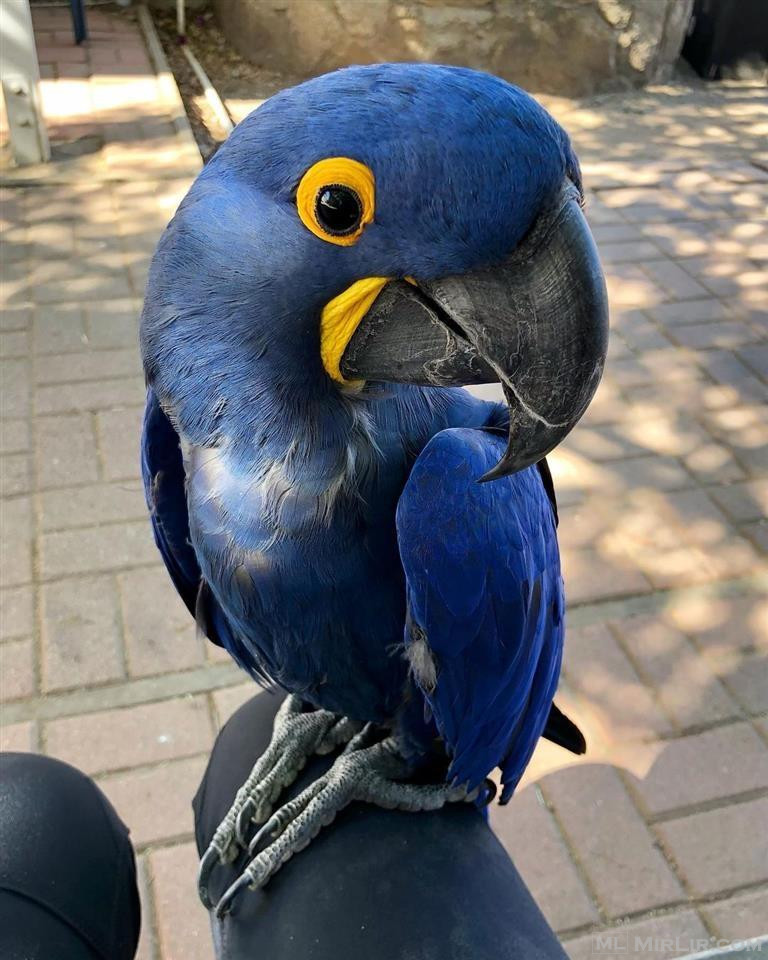 Papagalli Macaw