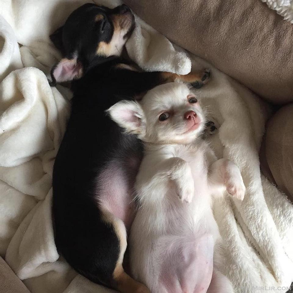 Chihuahua puppies