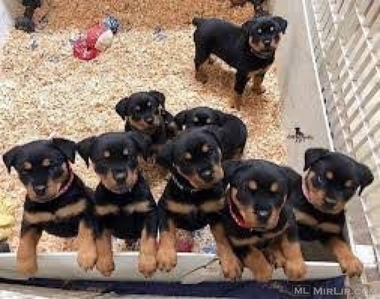 Këlyshët Rottweiler me origjinë