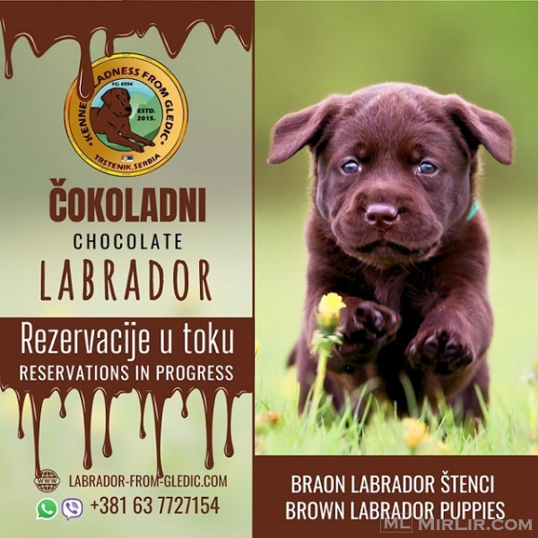 Labrador kafe