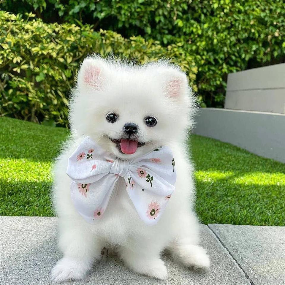 Pomeranian puppies for sell 