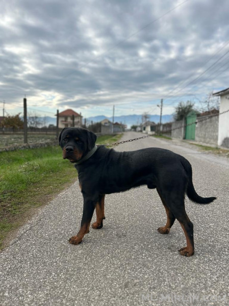 Shitet Rotweiler 1.5 vjeç