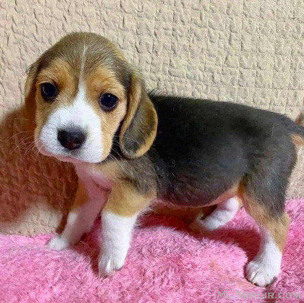 Shiten kelysh beagle