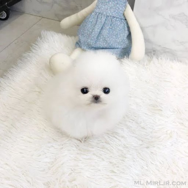 Pure Breed Teacup Pomeranian Puppies available for sale