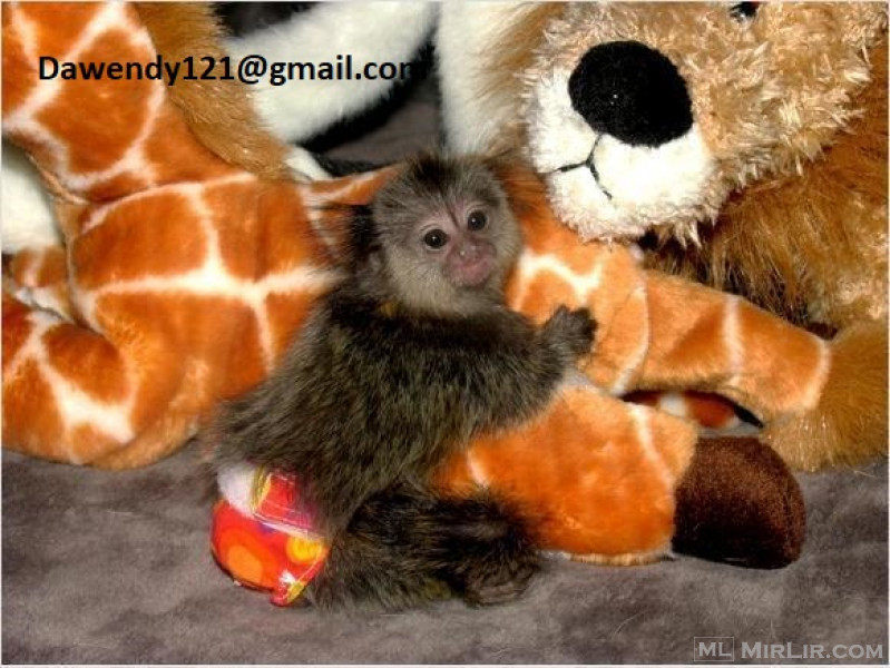 Finger baby marmoset monkeys for sale