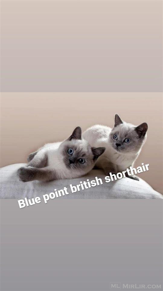 Kotele british blue point