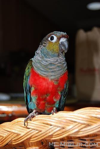 Papagall Pearly parakeet i veqante