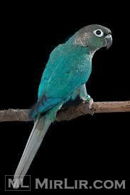 Papagaj Green check Conure