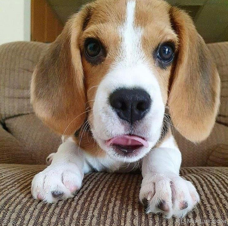 Shiten kelysh beagle.