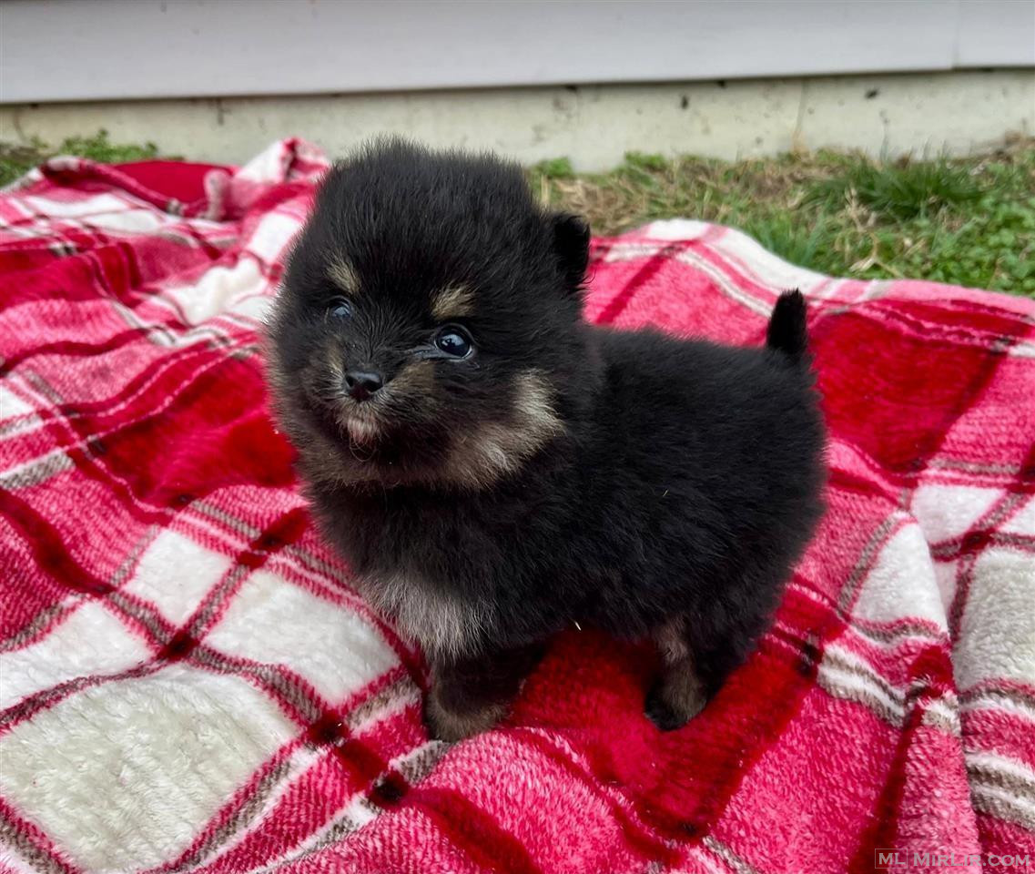 Pomeranian (M) i ardhur nga Serbia