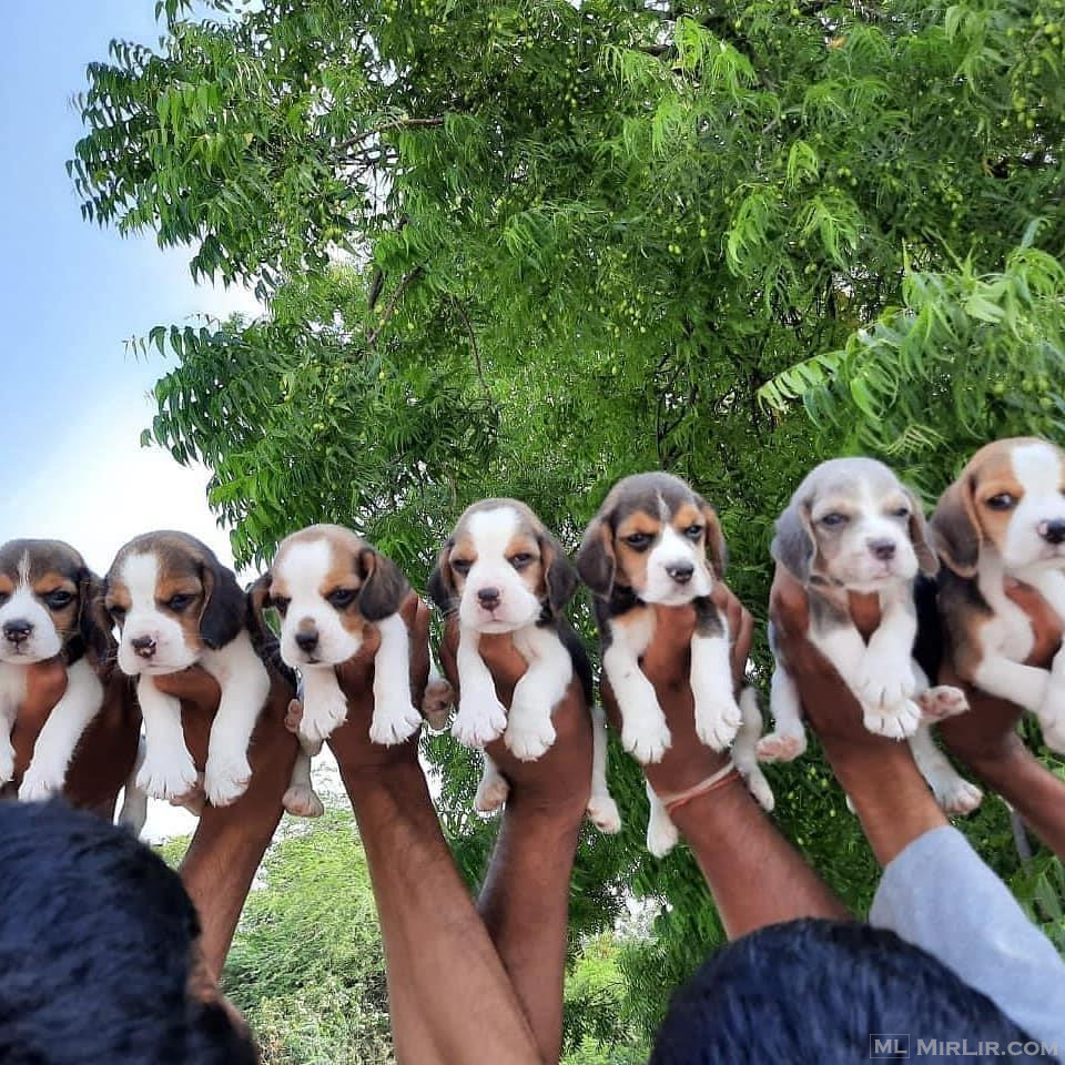 Dhënia e këlyshëve beagle