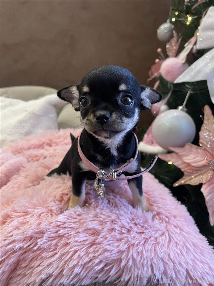 Mini Chihuahua qenush