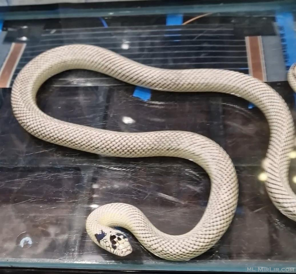 Shes Gjarper King Snake 5 vjeç rreth 1 meter i gjat
