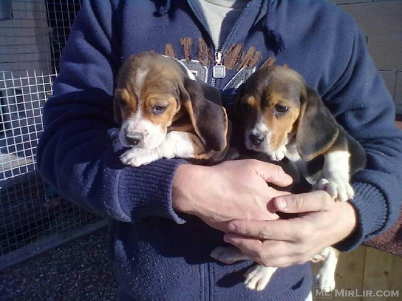 Këlyshët Beagle të zbutur nga shoqëria