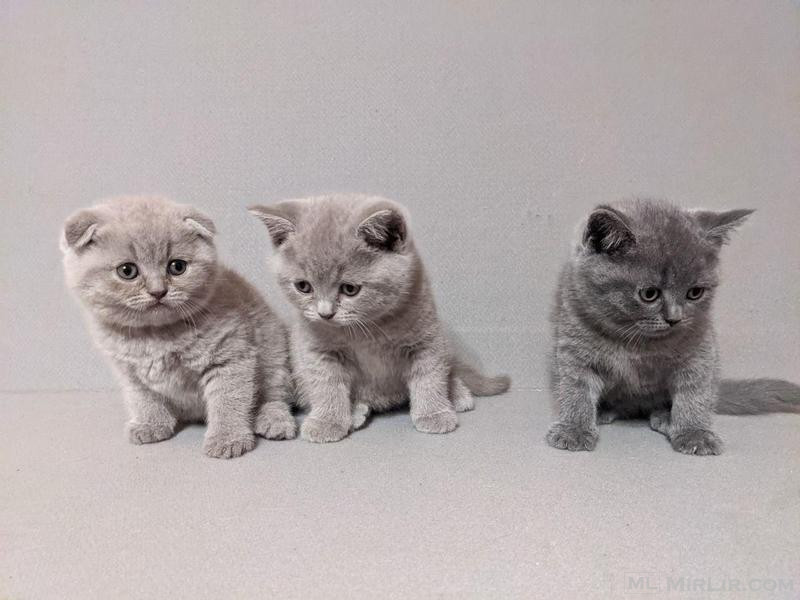 Scottish fold kittens are available