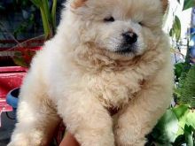 Shiten kelysh chow chow 