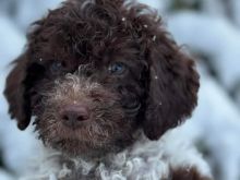 Kelysh lagotto romagnolo, qen tartufi