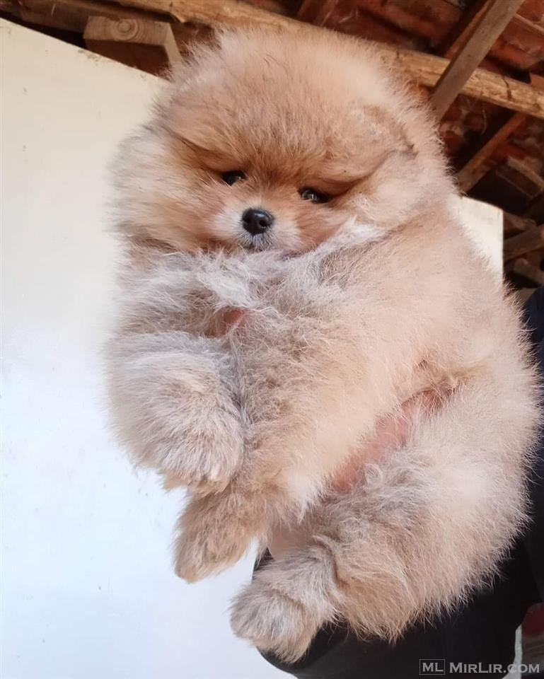 Pomeranian Teddy Bear 