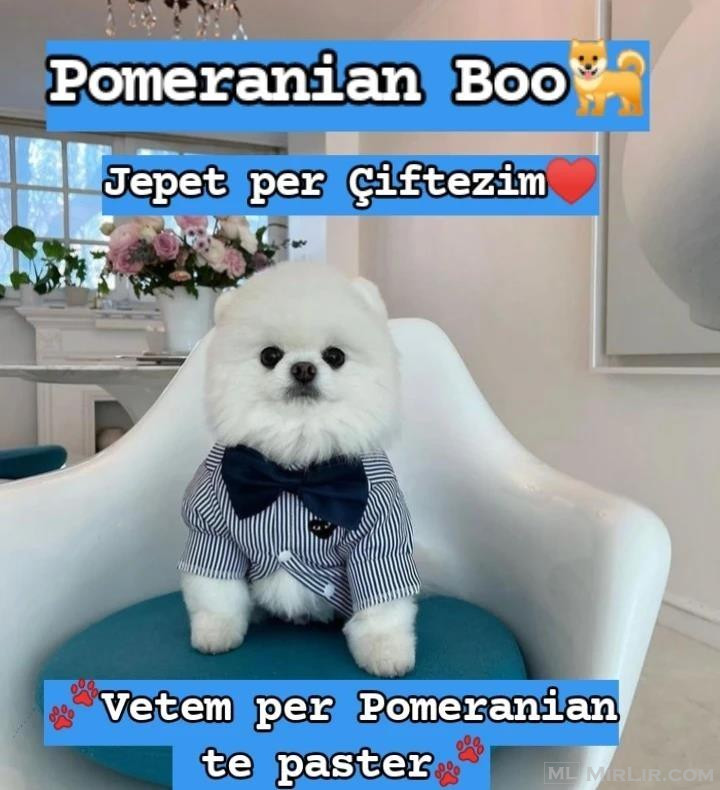 Pomeranian per Çiftezim