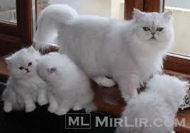 Beautiful Chinchilla Persian Kittens