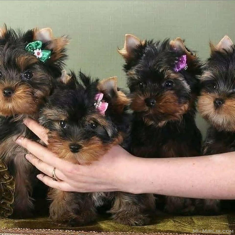 Yorkshire Terrier puppies available.