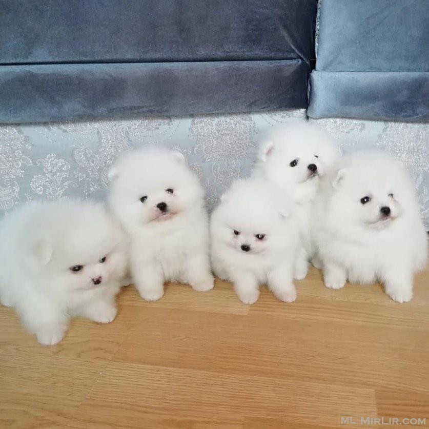 cute Pomeranian puppies available