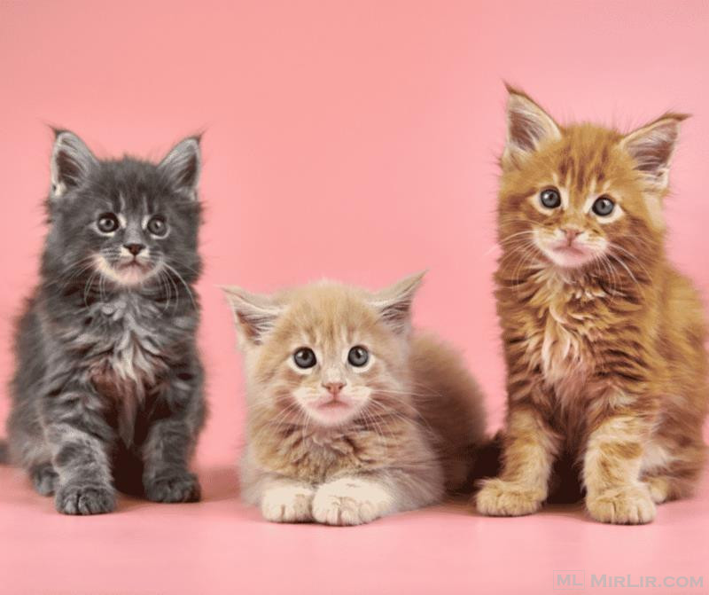 Maine Coon kittens now available for their forever homes.