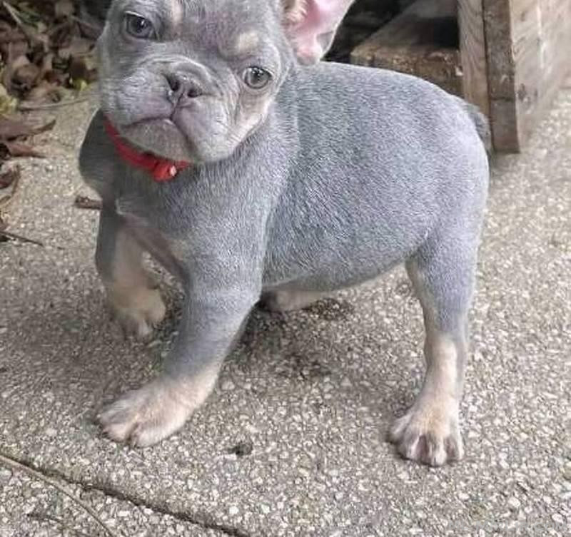  French bulldog for sale 