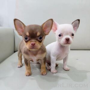  Chihuahua Puppies Girls and Boys 