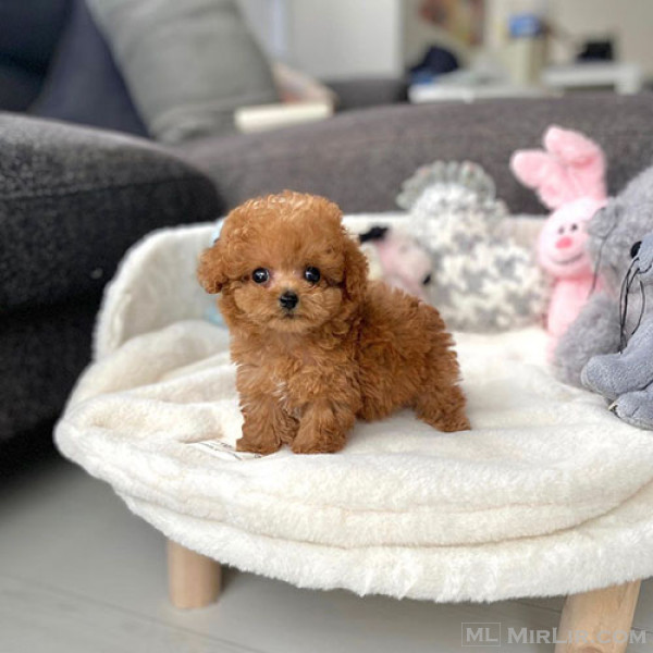 Lovely Toy Poodle Puppies for Sale