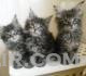 Maine Coon kittens now available for their forever homes.