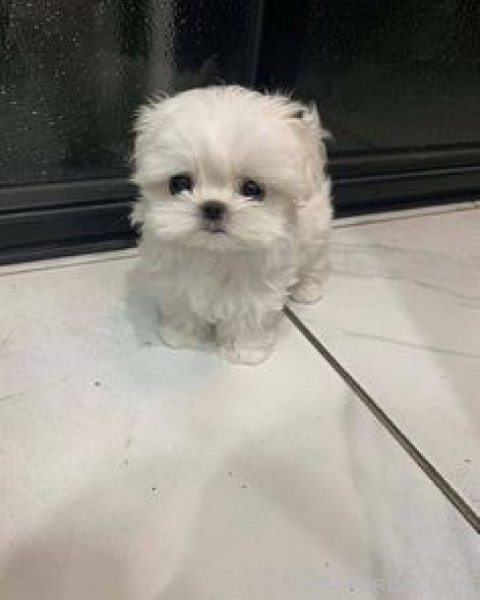 buy maltese puppy shop 