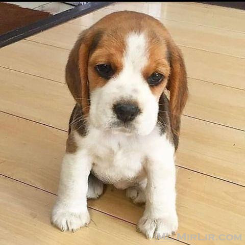 Qenush i bukur Beagle
