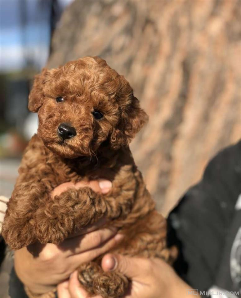 Shesim Red Toy Poodle