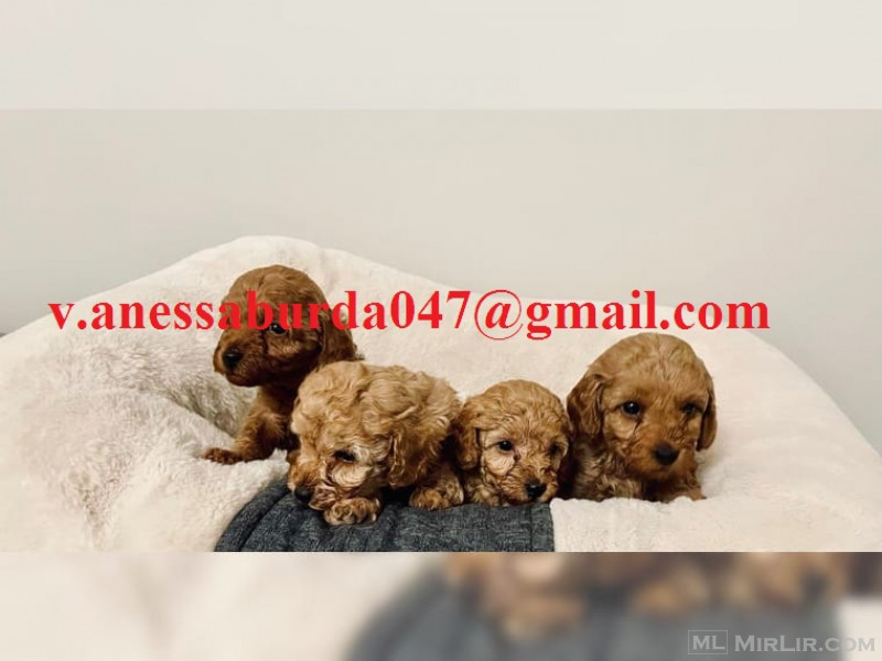 Purebred Poodle Puppies
