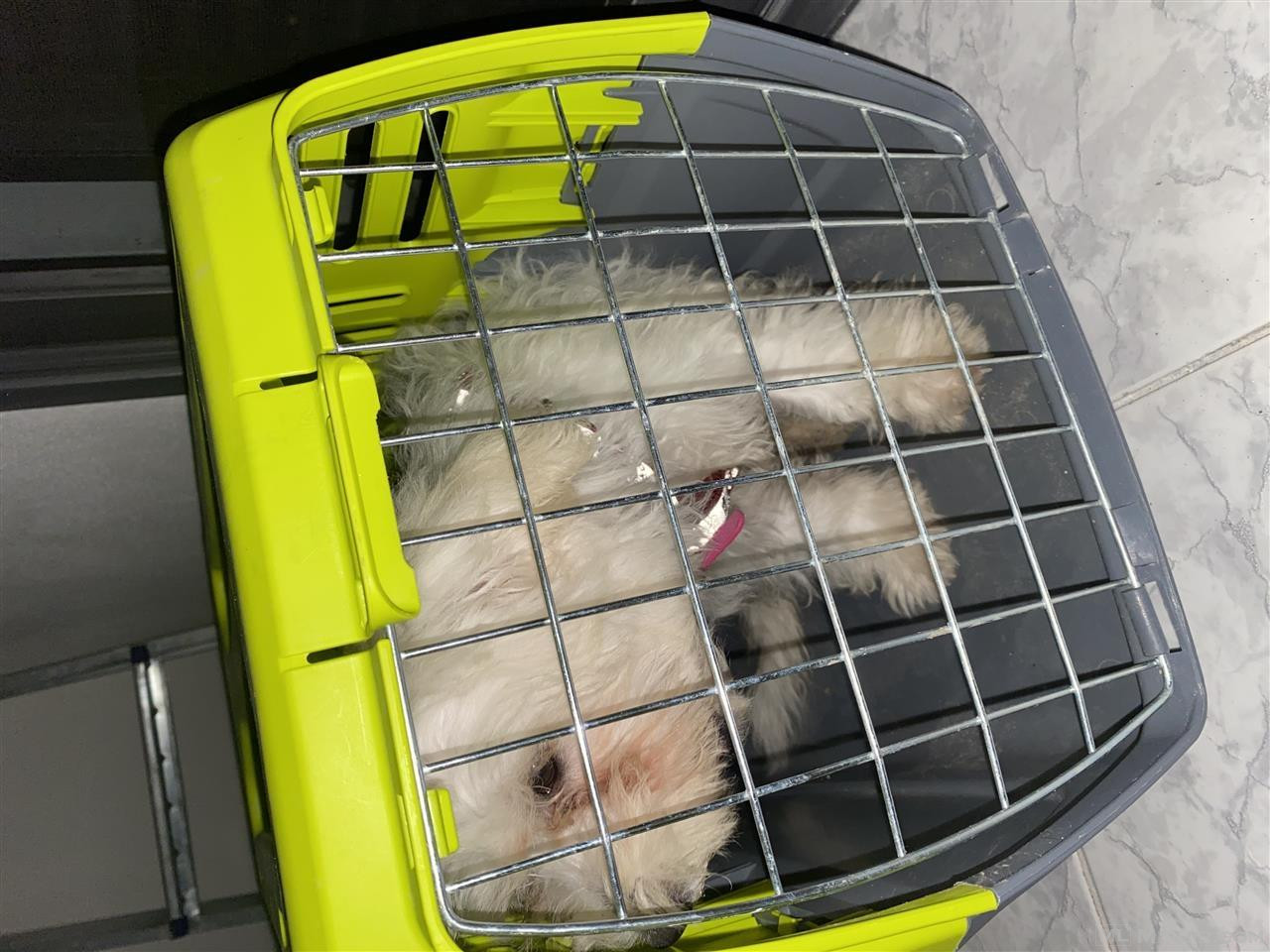 Shitet qeni maltez 80€ i mbajtur ne shpi i vaksinuar