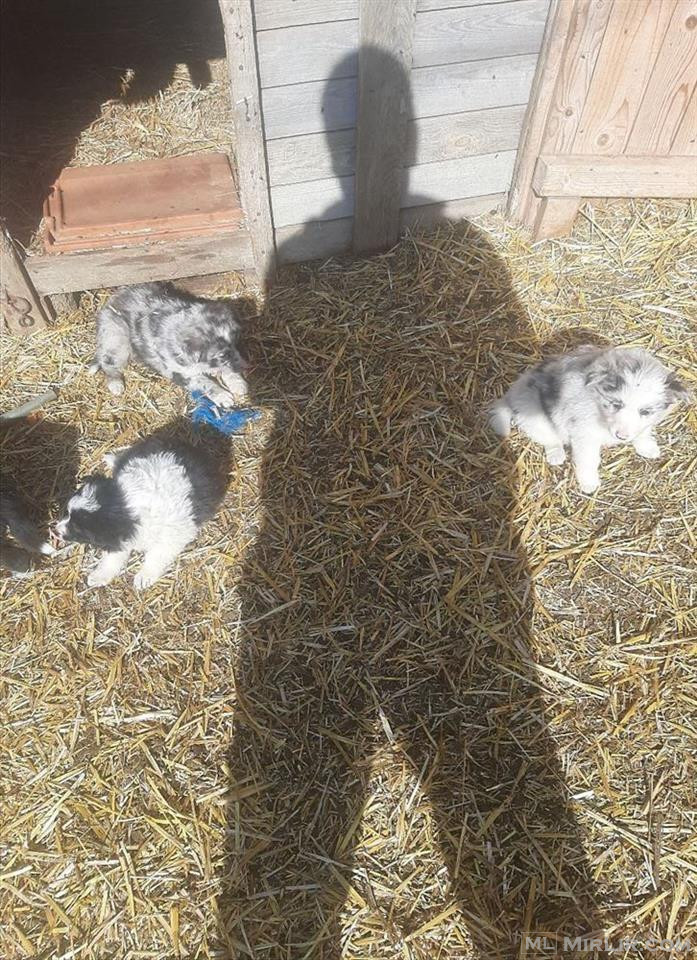 Kelysh Border colie, Australian shepherd 