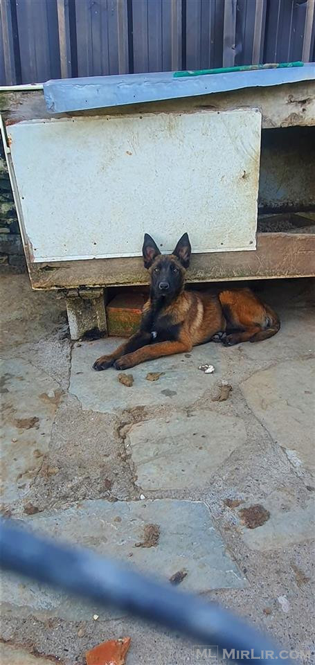 Belg malinois