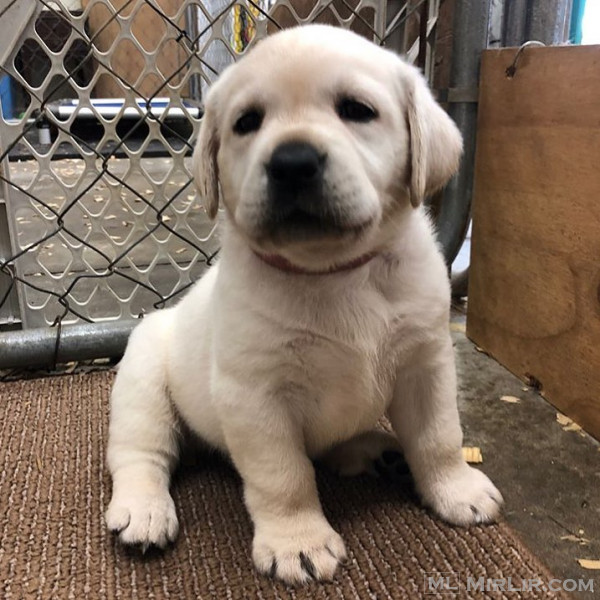 Këlyshët Golden  Retriever   whatsapp në +359882981794