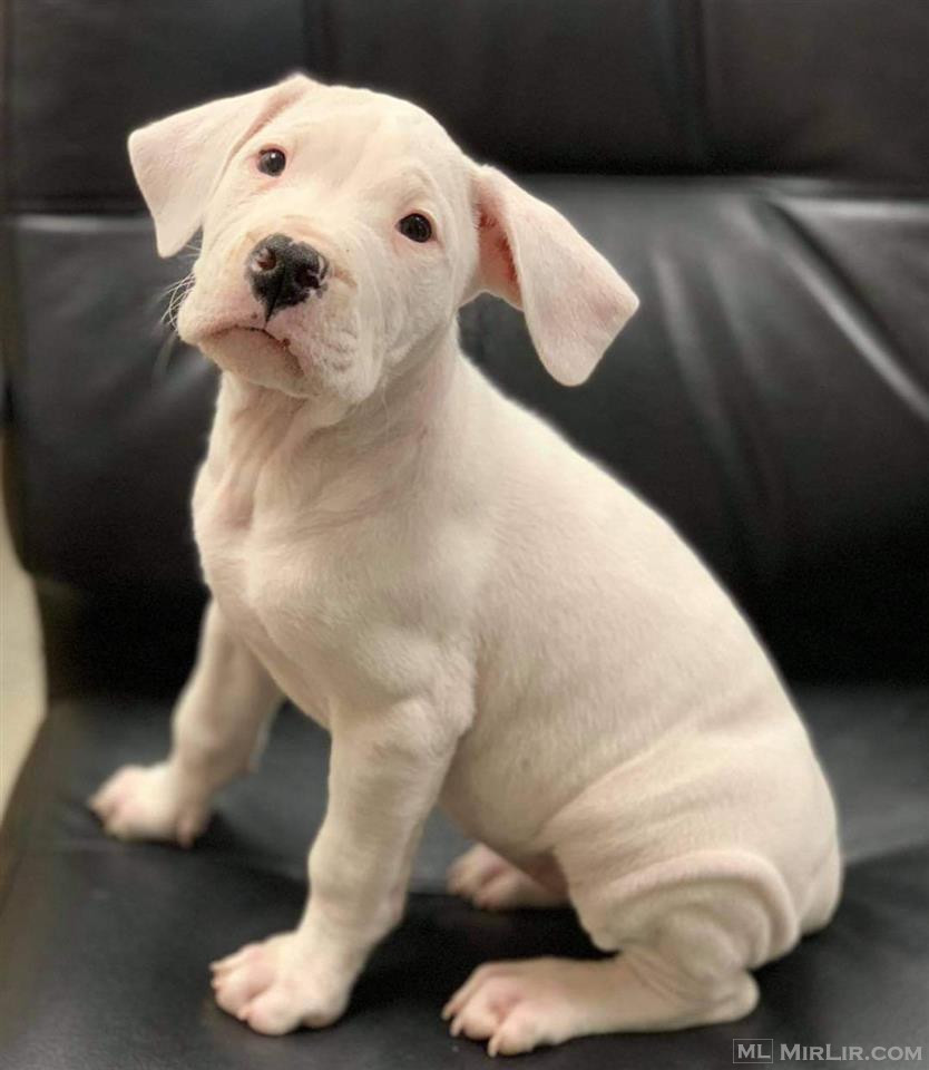 Shesim Dogo Argentino 