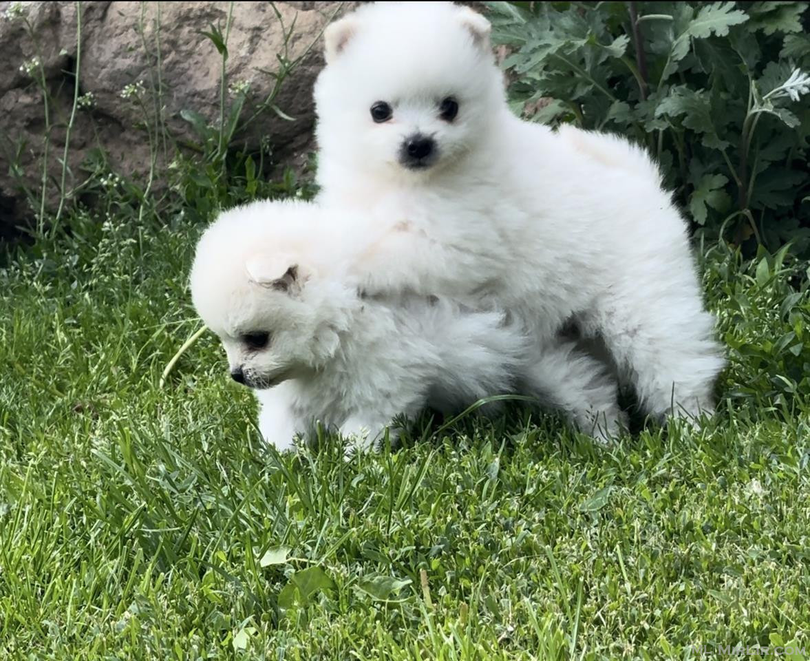 Qen Minispitz x pomeranian