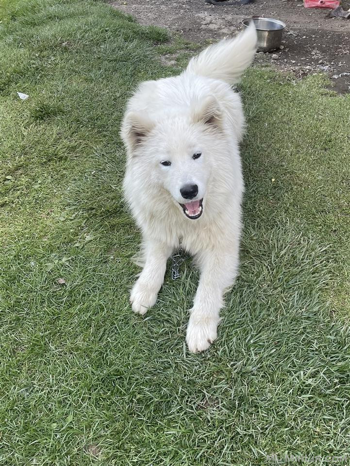 Shitet Samoyed