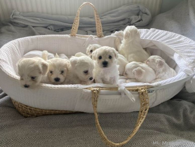Beautiful Maltese puppies, male and female.