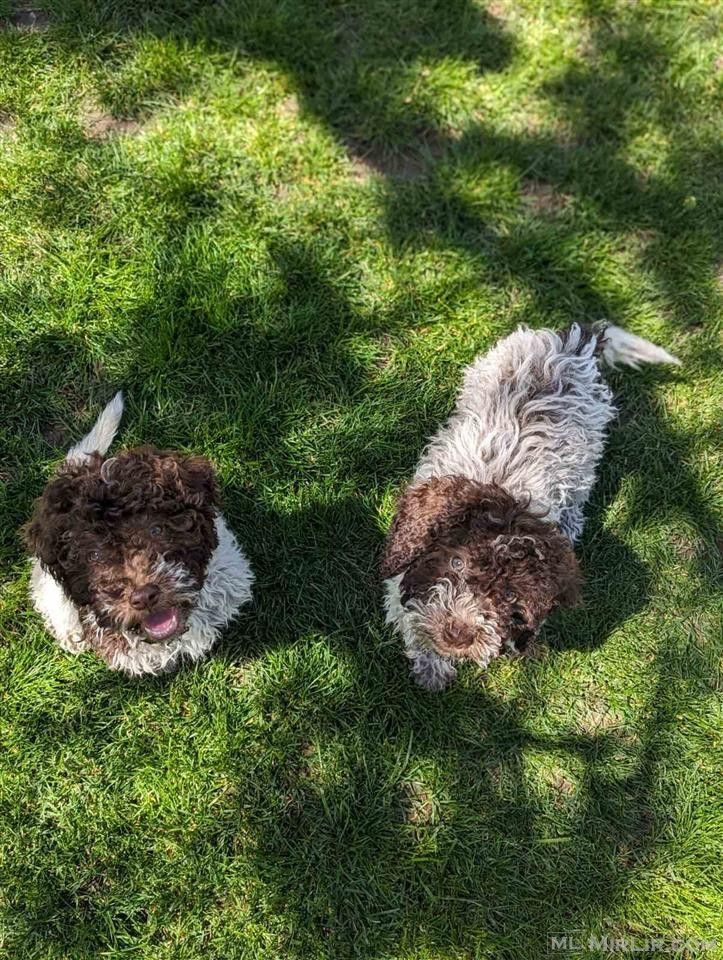 Lagotto ka mbetur vetem edhe nje